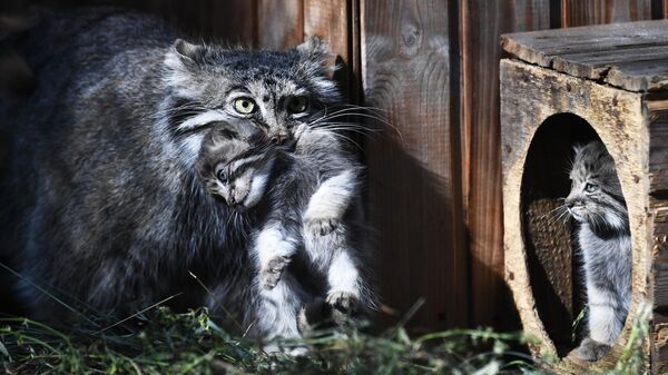 Самка манул с детенышами в Новосибирском зоопарке